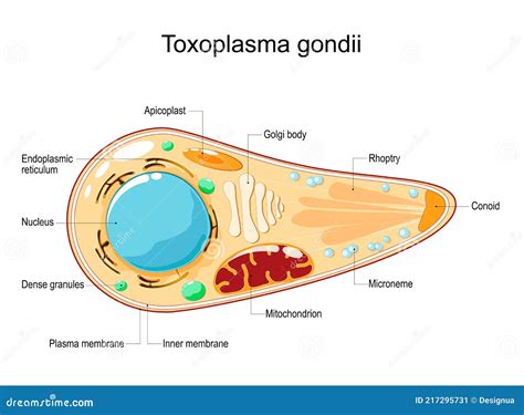 Gyvūno Toxoplasma gondii schema