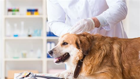 Nuotrauka: Veterinaras atlieka dirbtinį apvaisinimą šuniui