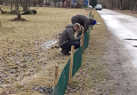 Varliagyvių migracija pavasarį