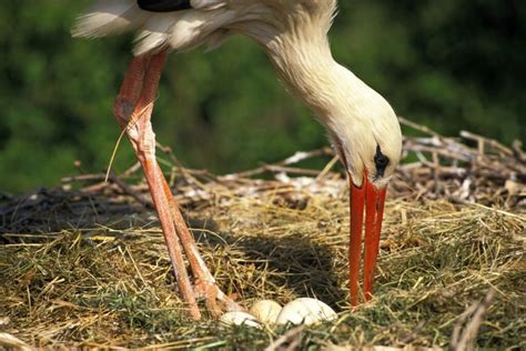 Baltojo gandro kiaušinis ir jauniklis