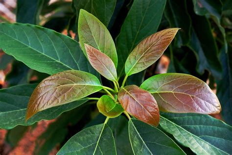 Avokadas su lapeliais ir aliejumi