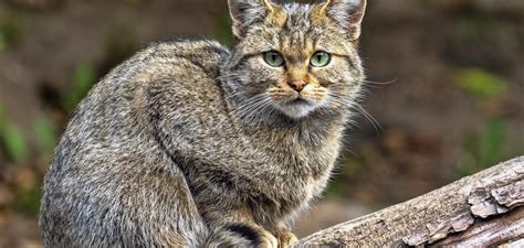 Katė su pooperaciniu drabužėliu