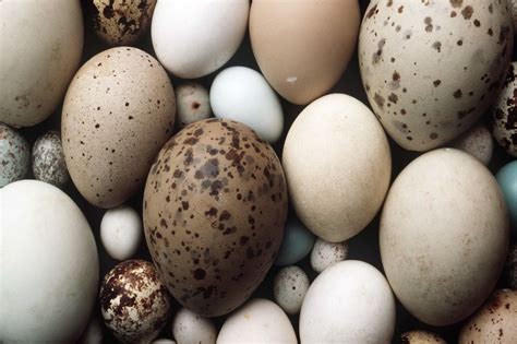 Paukščių kiaušinių įvairovė gamtoje