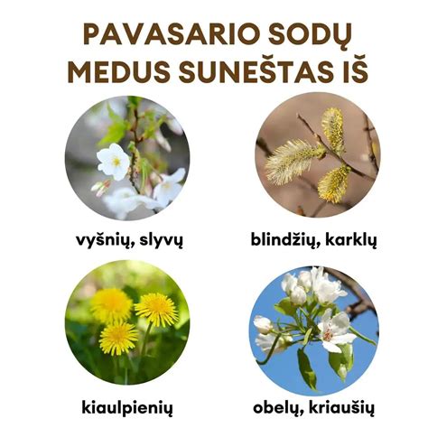 Pienių šaknų nuotrauka