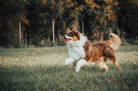 šuo su specialiais drabužiais rujos metu
