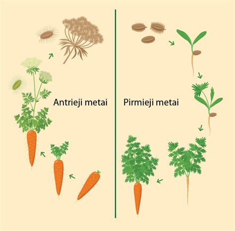 Sėklidžių sandara ir spermatozoidų brendimas