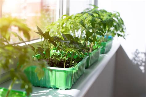 Daržovių daigai ant palangės