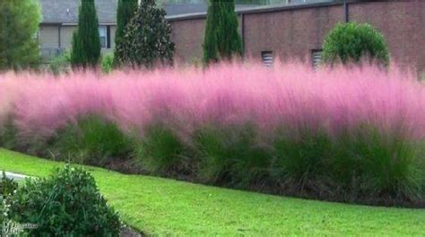 Dekoratyviniai varpiniai augalai pavasarį