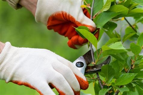 Gyvatvorės genėjimas pavasarį