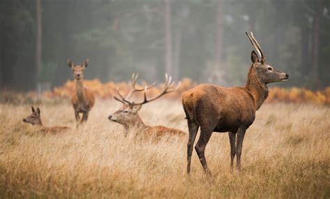 Statistika apie laukinių gyvūnų globos centrą ir jo veiklą