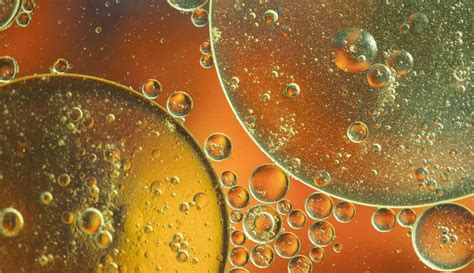 Schema, kaip folio rūgštis veikia organizme