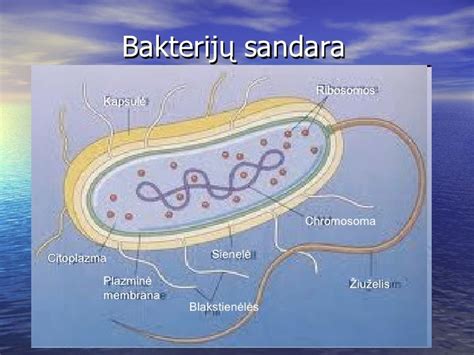 Salmonelės bakterijos mikroskopinis vaizdas