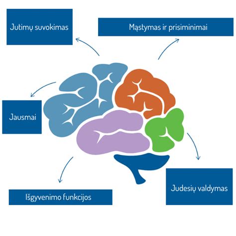 Schema: smegenų funkcijos ir jų ugdymas per žaidimus