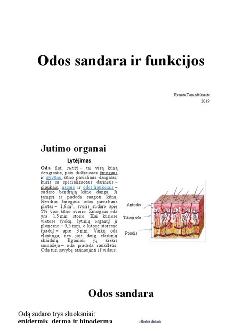 Scheminė odos sandara ir uždegimo procesas