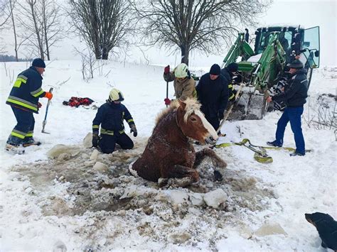 Gelbėjimo operacija gyvūnams