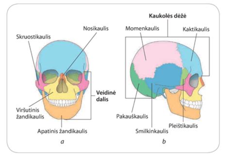 Žmogaus kaukolė rasta ežere