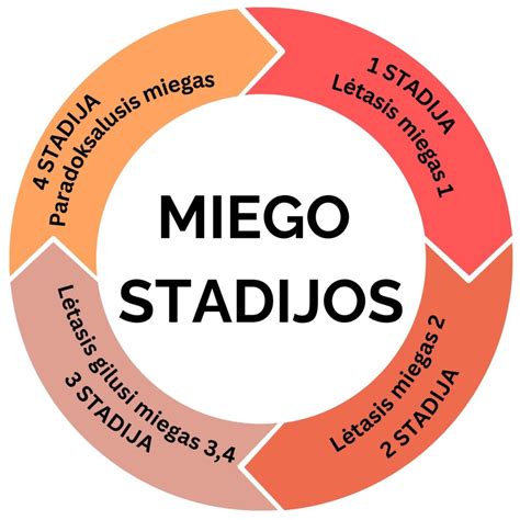 schema miego ciklo