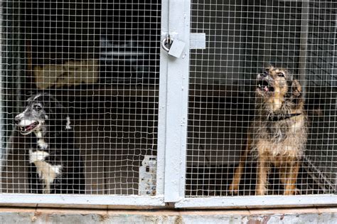 Beglobiai gyvūnai laukia globėjų