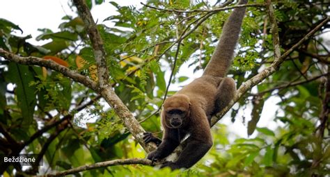 Vaizdas į gamtos stebuklus: džiunglės, kalnai, paplūdimiai