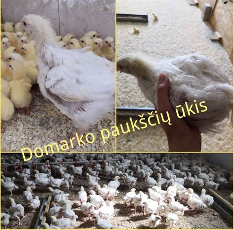 Netradicinis paukščių ūkis