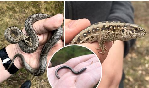 Gigantiški ropliai, atsiradę dėl eksperimento