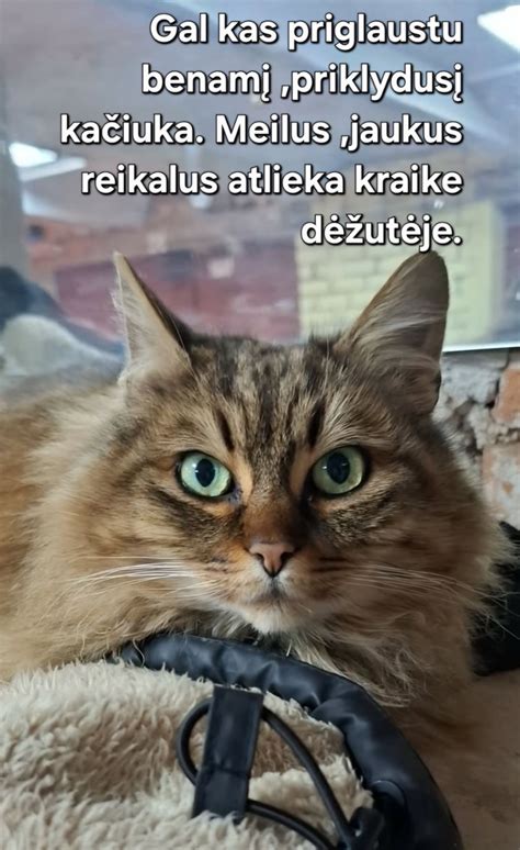 Mažeikių gyvūnų globos draugijos patalpos
