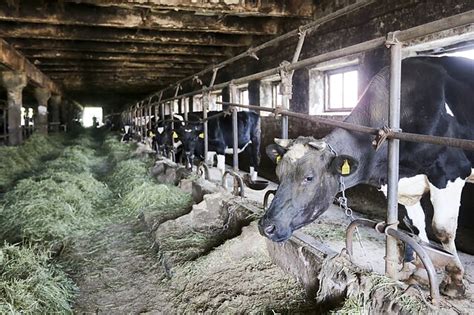 Gyvuliai Betliejaus tvartelyje