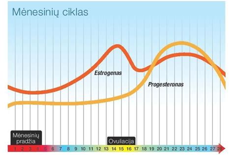 Hormonų lygio pokyčiai menstruacinio ciklo metu