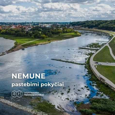 Nemuno upės krantas su pušynu