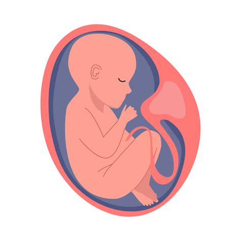 Vaisiaus pozicija gimdoje