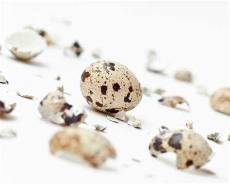 smulkinti putpelių kiaušinių lukštai