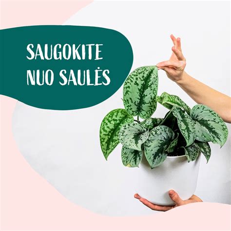 Putpelės, auginamos natūraliomis sąlygomis