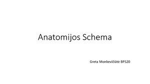 Arklių anatomijos schema