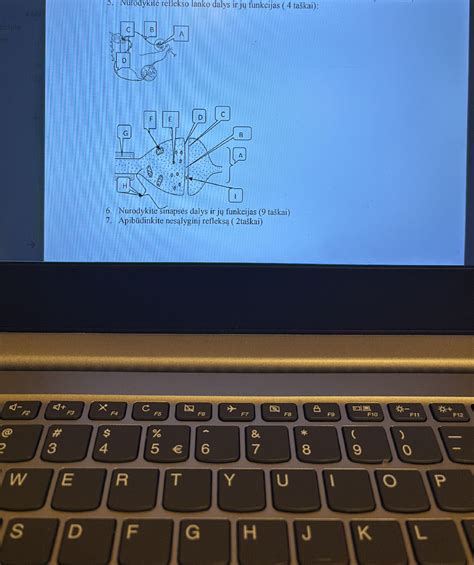 Schema, vaizduojanti sauskelnių sluoksnius ir jų funkcijas