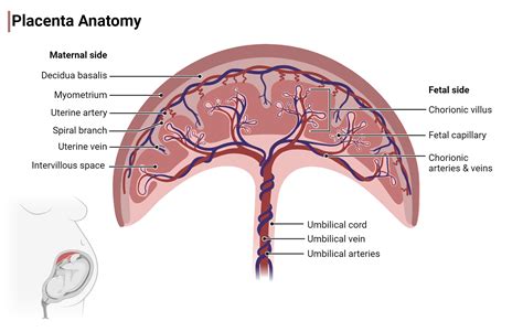 moters anatomija su placenta