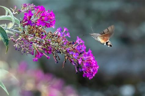 Kolibris maitinasi nektaru