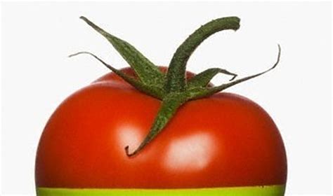 Pomidoras 