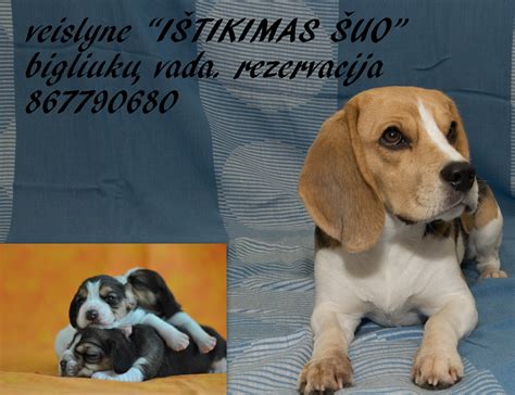 Šuo su kilmės dokumentais ir be jų palyginimas
