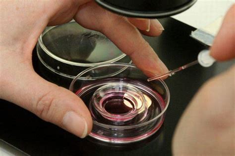 Embrionų tyrimų ir dirbtinio apvaisinimo istorija