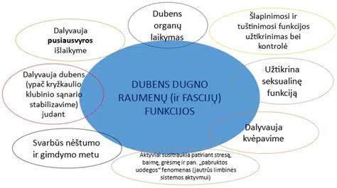 Schema, iliustruojanti dubens dugno raumenų svarbą