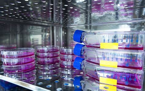 Embrionų auginimo procesas laboratorijoje