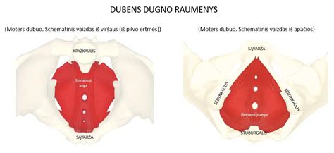 Moterų dubens dugno anatomija