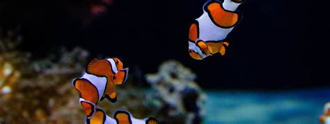 riebios jūrinės žuvys ir omega-3