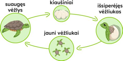 scheminė diagramma, rodanti kūdikio vystymosi etapus