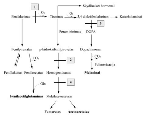 Schema: nepakeičiamosios ir pakeičiamosios aminorūgštys