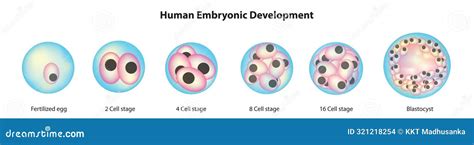 Zigotos formavimasis