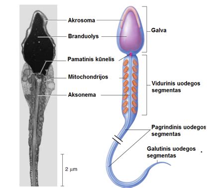 spermatozoidas ir kiaušialąstė