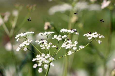 Paprastasis kmynas (Carum carvi)