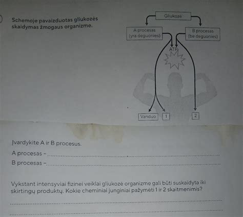Schema žmogaus apvaisinimo proceso