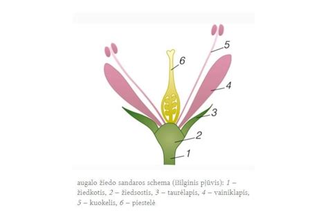 Schema, vaizduojanti žiedo sandarą